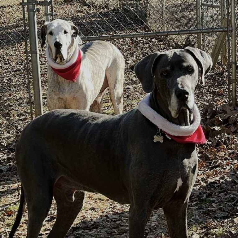 Helix and Leo, Christmas Scarves