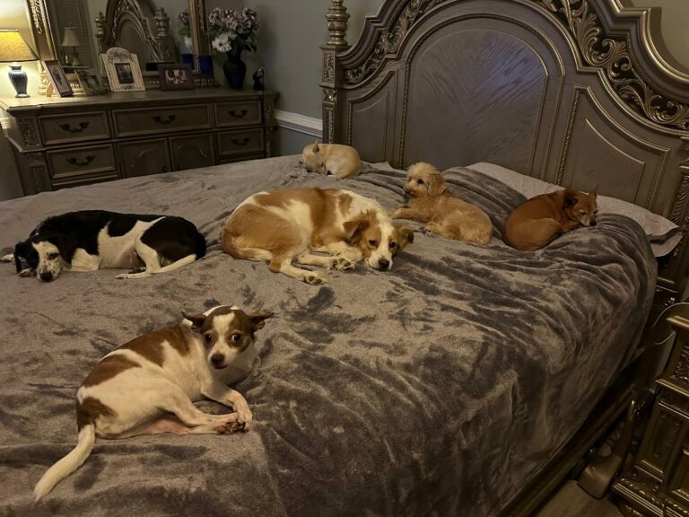 Luna, Diamond, Holly, Boo, Pickles, and Sophie on bed 9-24